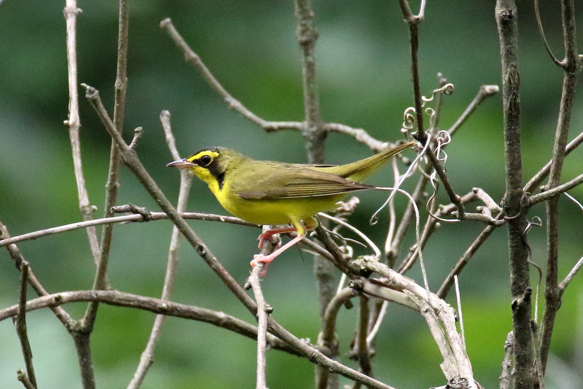 Kentucky Warbler - ML620759147