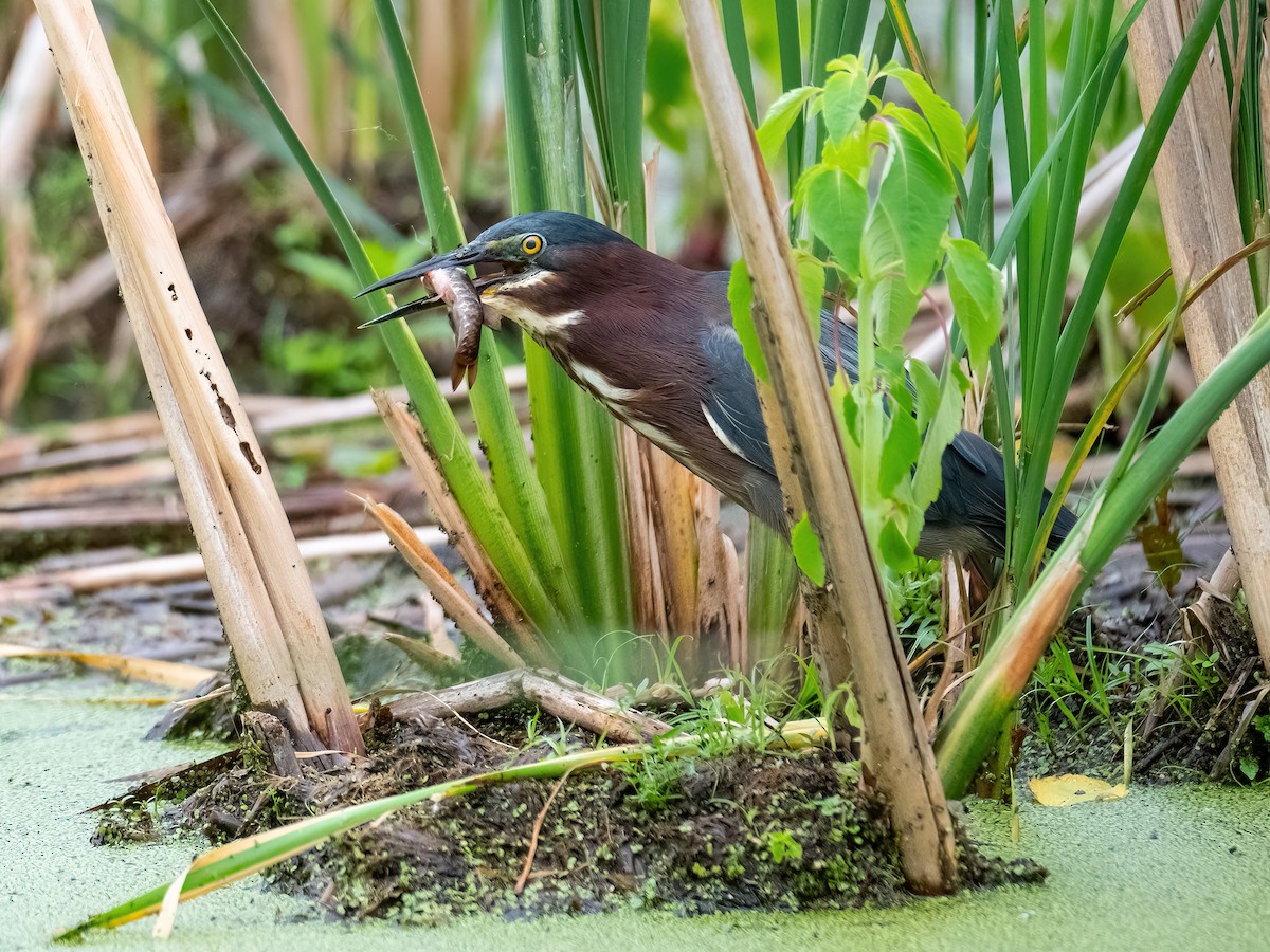 Green Heron - ML620759148