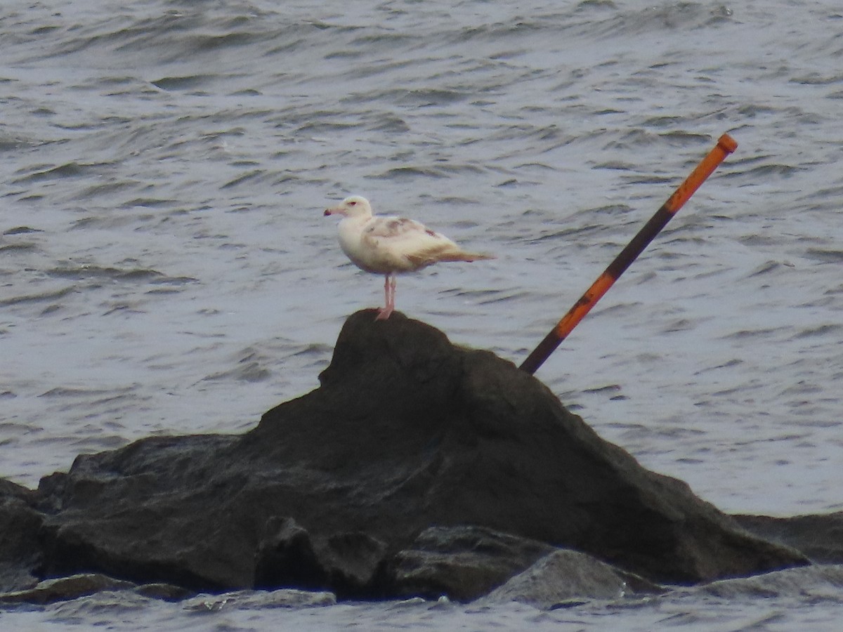 Herring Gull - ML620759149