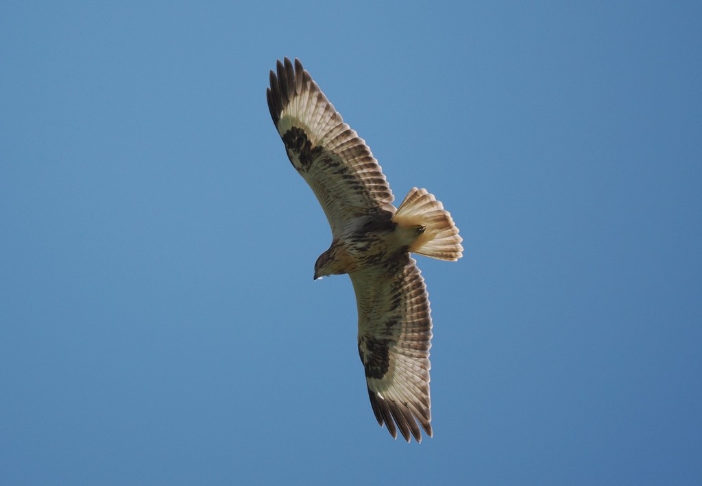 Long-legged Buzzard - ML620759150