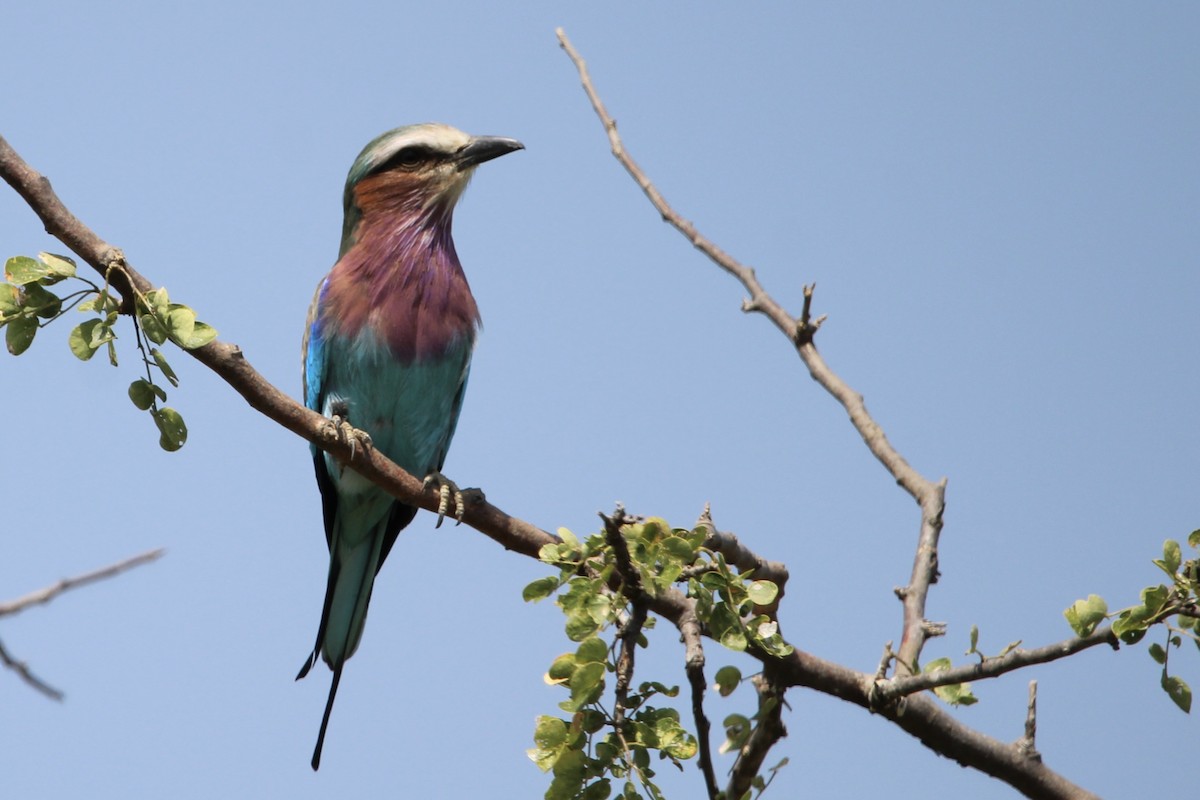 Lilac-breasted Roller - ML620759152