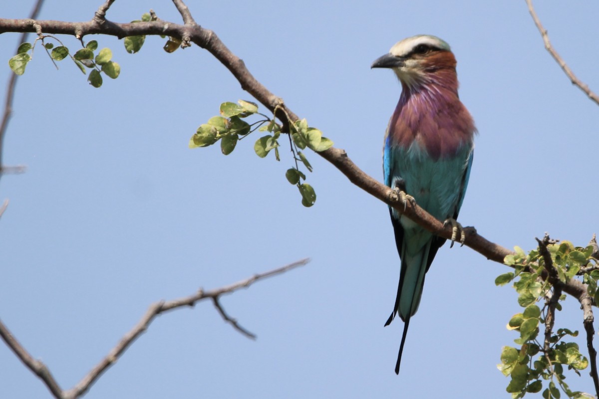 Lilac-breasted Roller - ML620759154