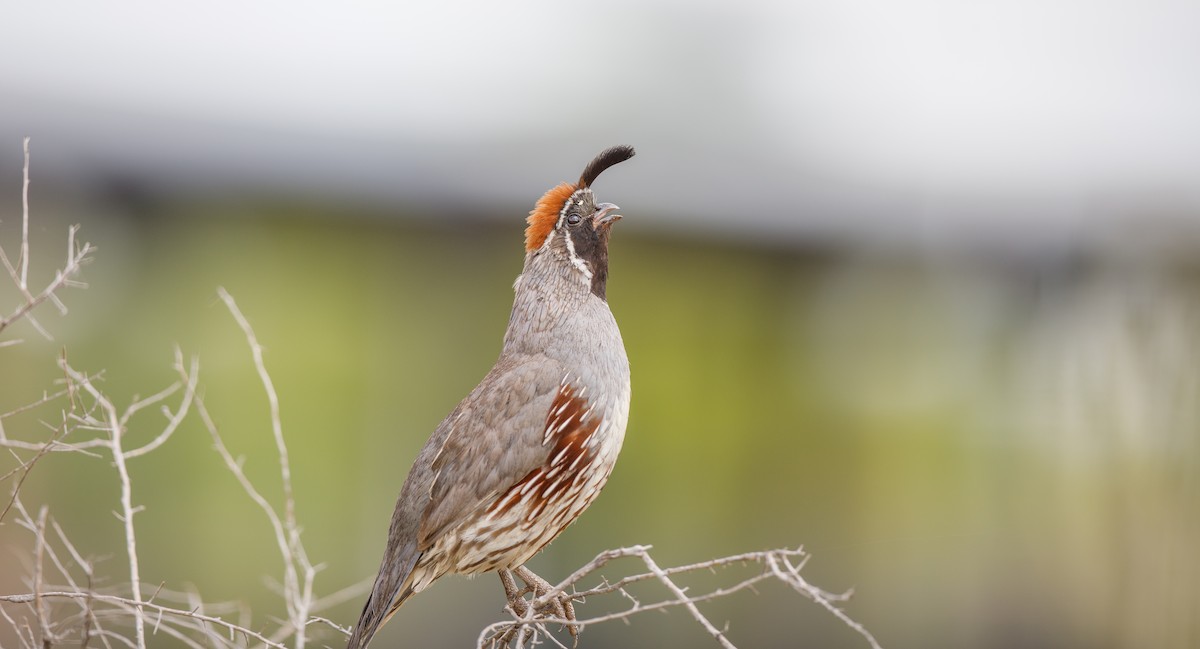 Gambel's Quail - ML620759155