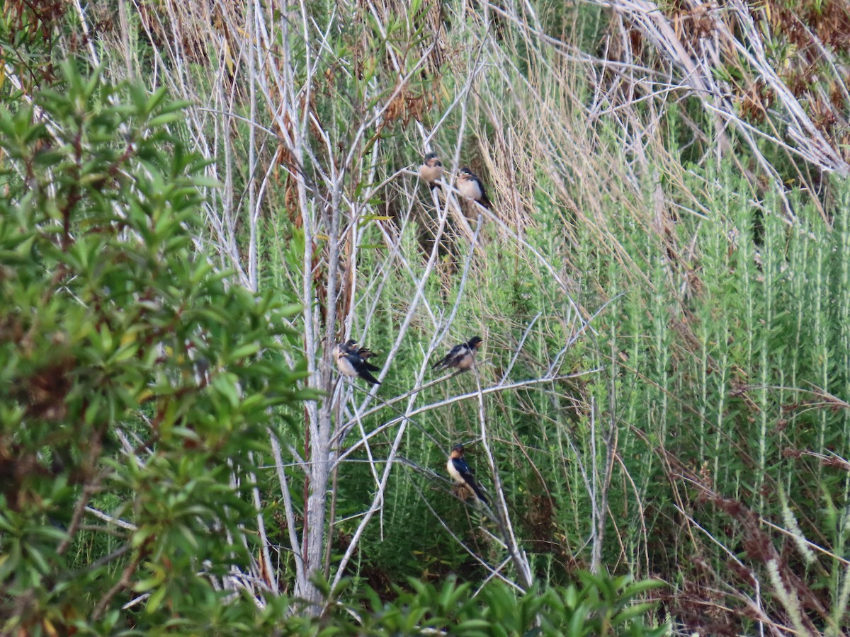 Barn Swallow - ML620759156