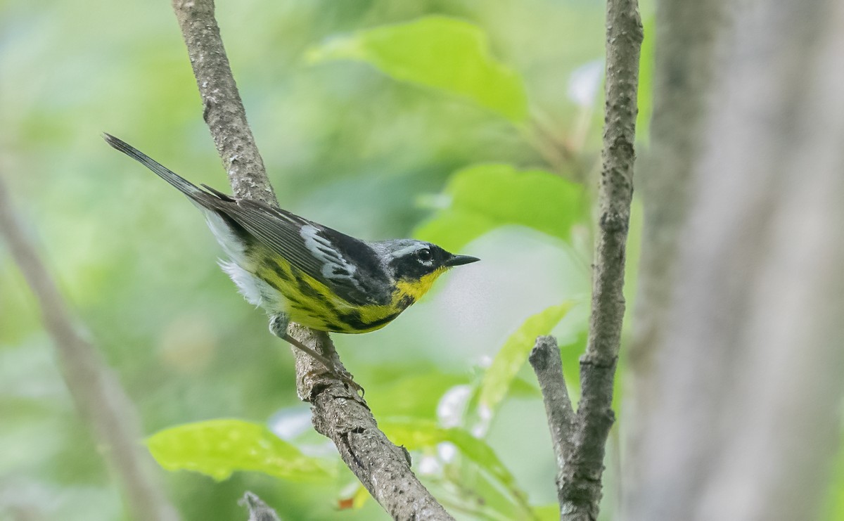 Magnolia Warbler - ML620759157