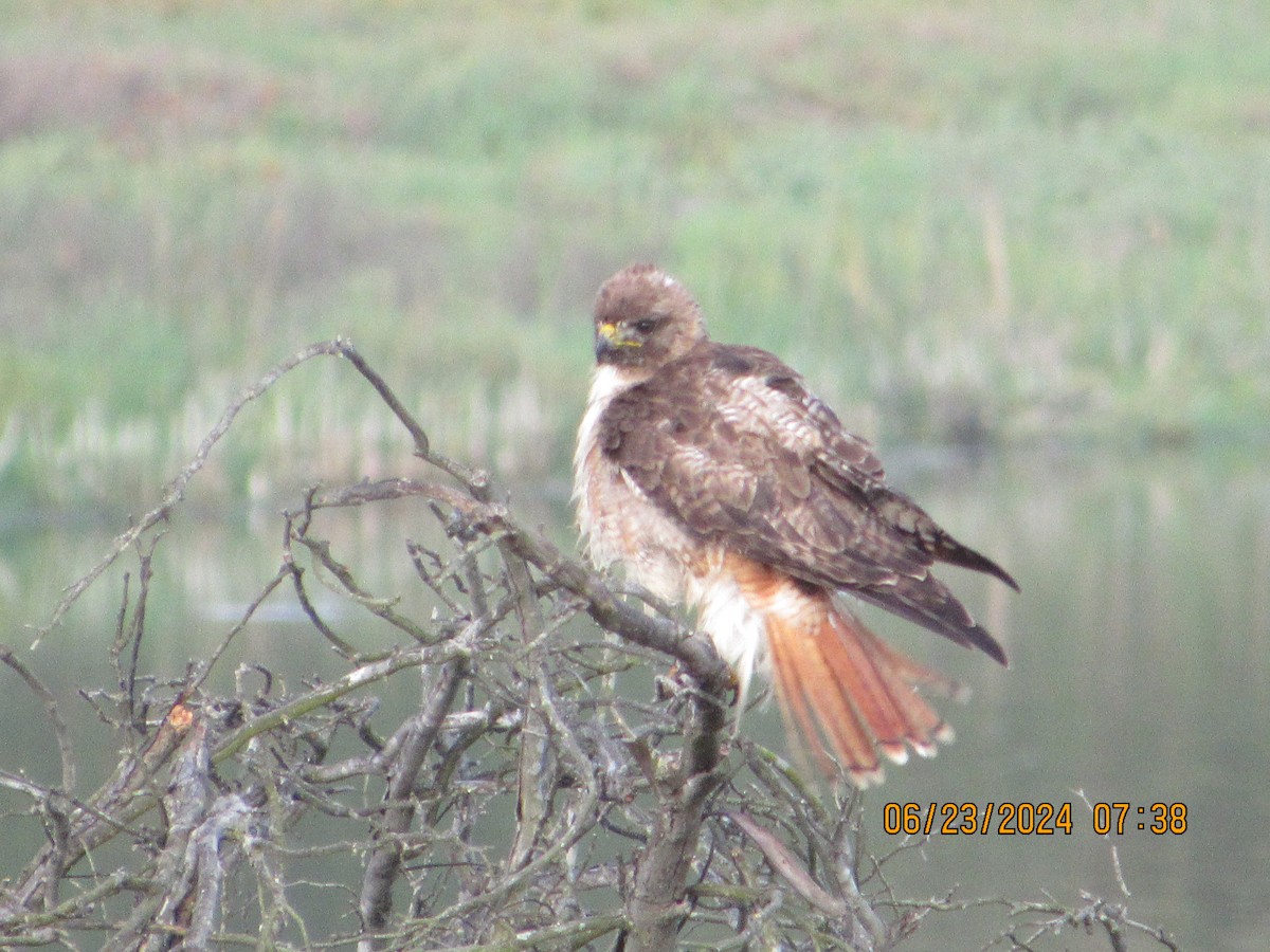 Red-tailed Hawk - ML620759160