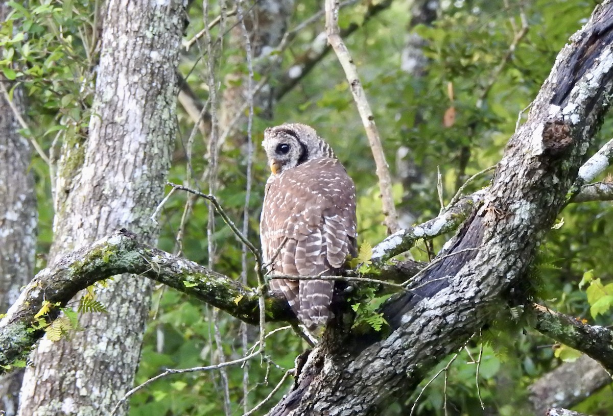 Barred Owl - ML620759162