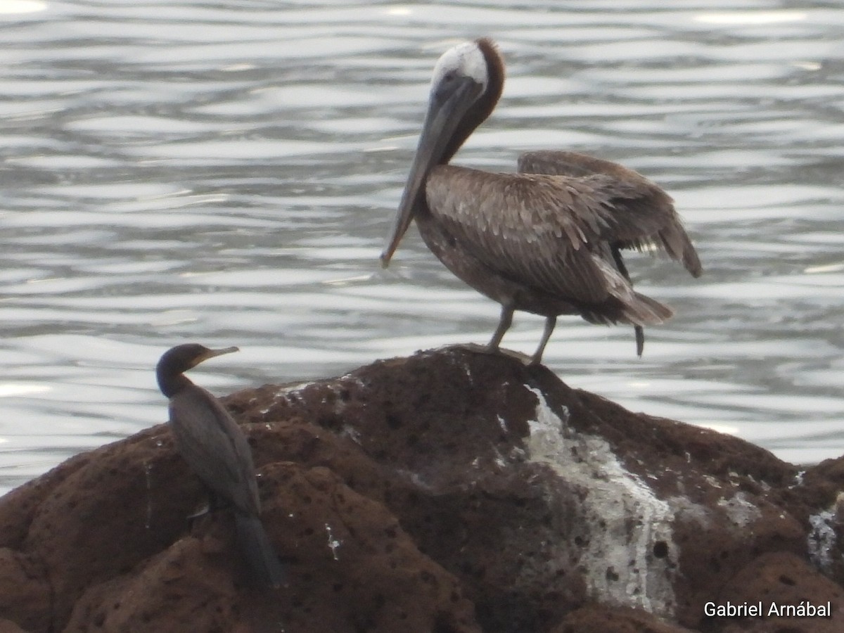 Brown Pelican - ML620759164