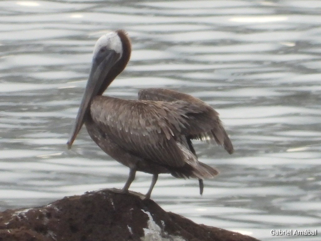 Brown Pelican - ML620759165