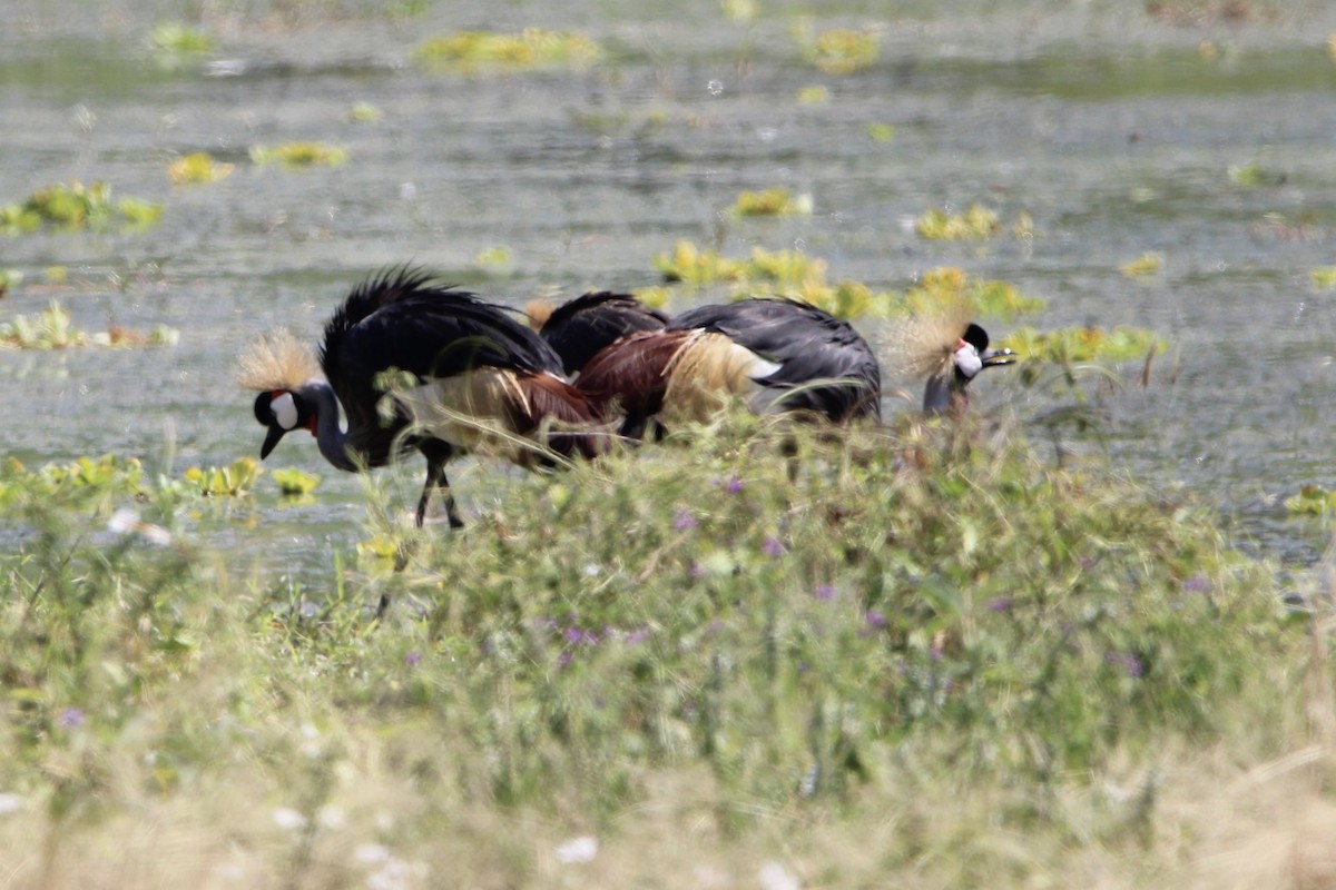 Gray Crowned-Crane - ML620759167