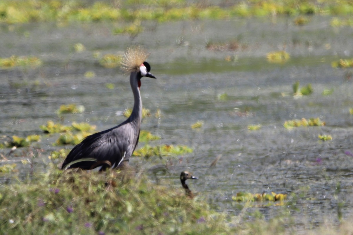 Grulla Coronada Cuelligrís - ML620759168