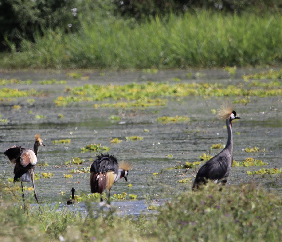 Gray Crowned-Crane - Anna Siegel