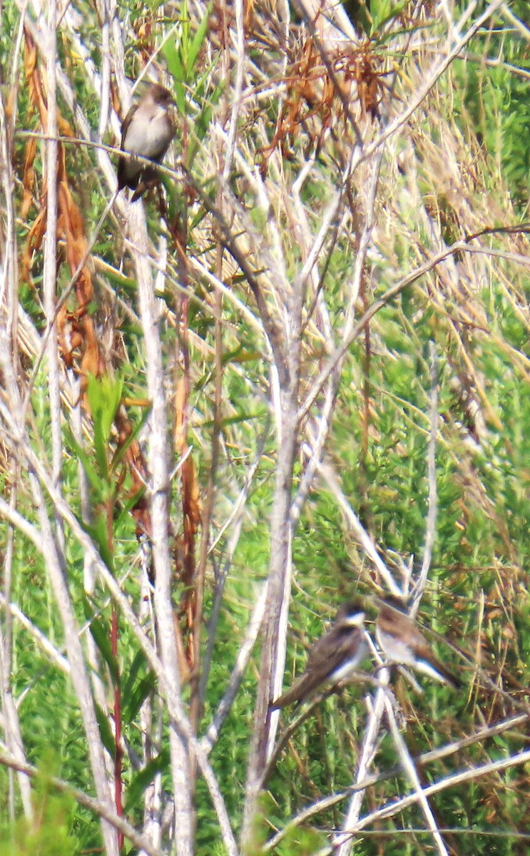 Tree Swallow - ML620759171