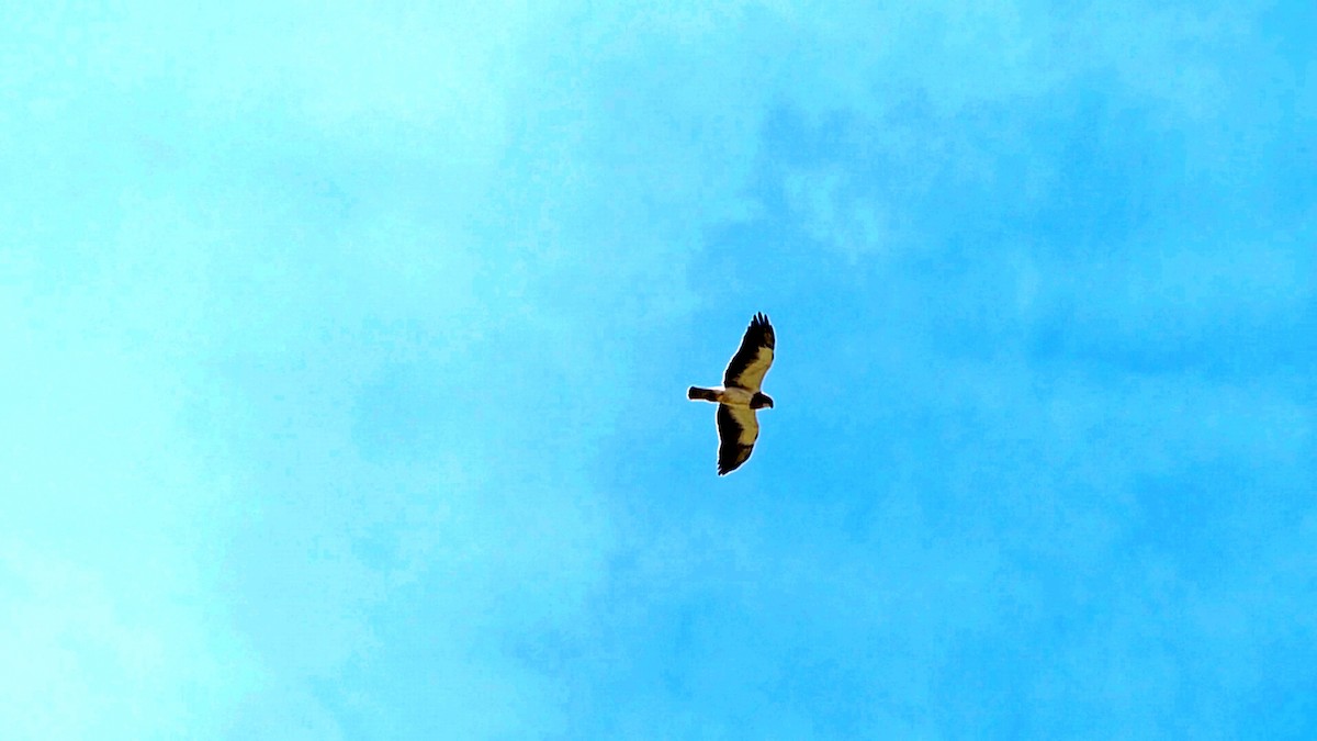 Swainson's Hawk - Robert Langston