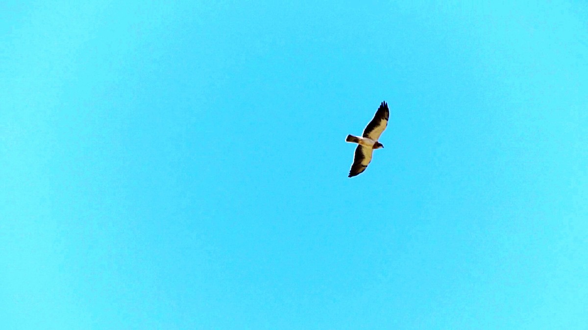 Swainson's Hawk - ML620759174