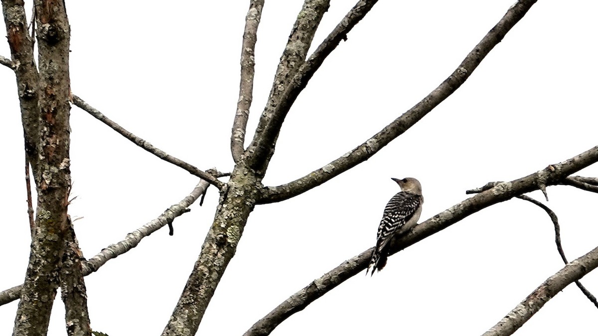 Red-bellied Woodpecker - ML620759175