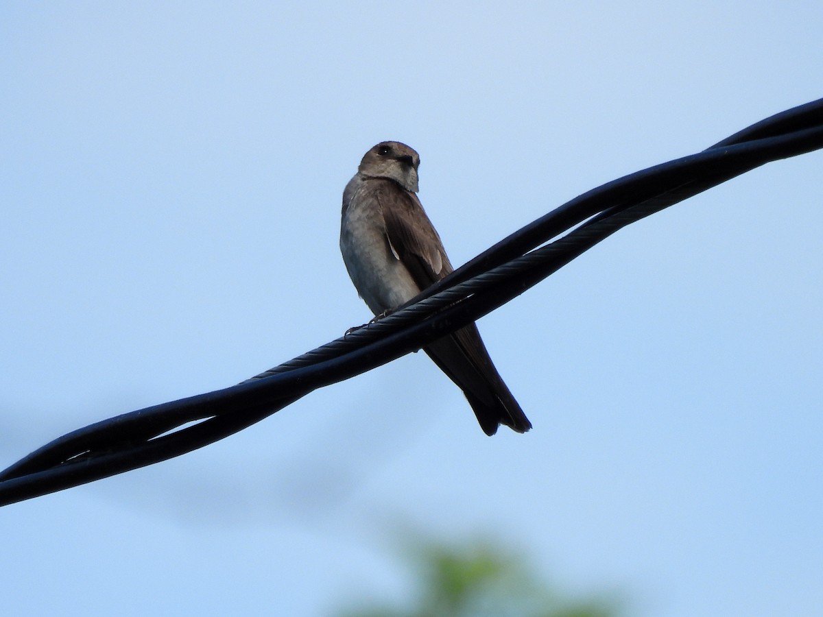 Northern Rough-winged Swallow - ML620759176