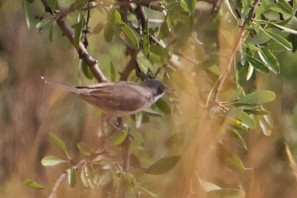 Fauvette orphéane - ML620759178