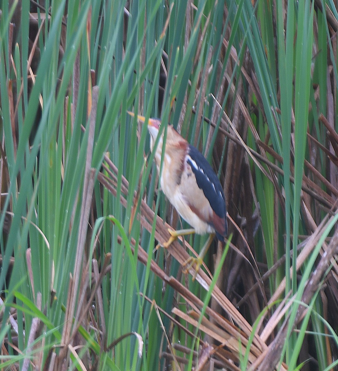 Least Bittern - ML620759181