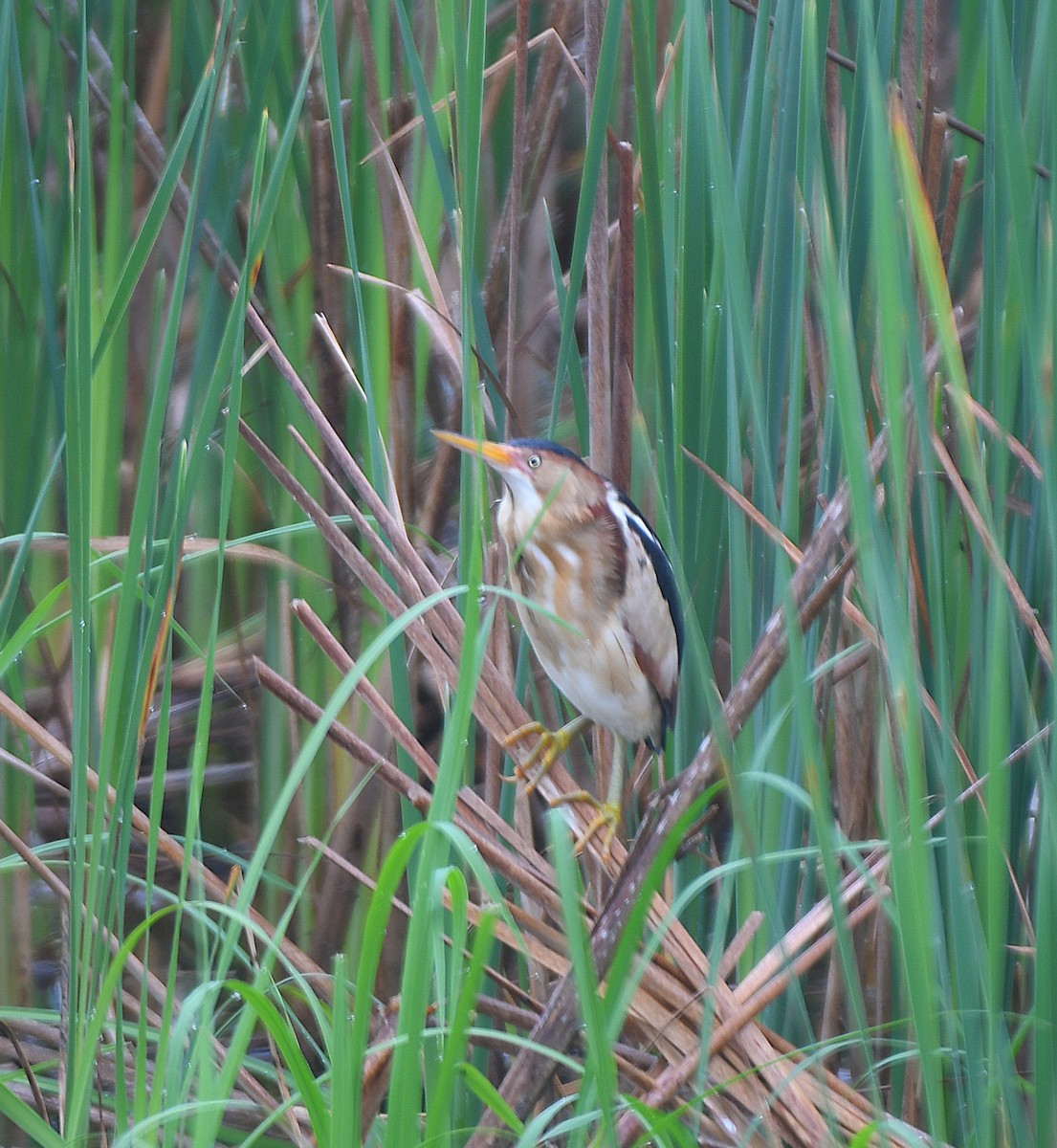 Least Bittern - ML620759182