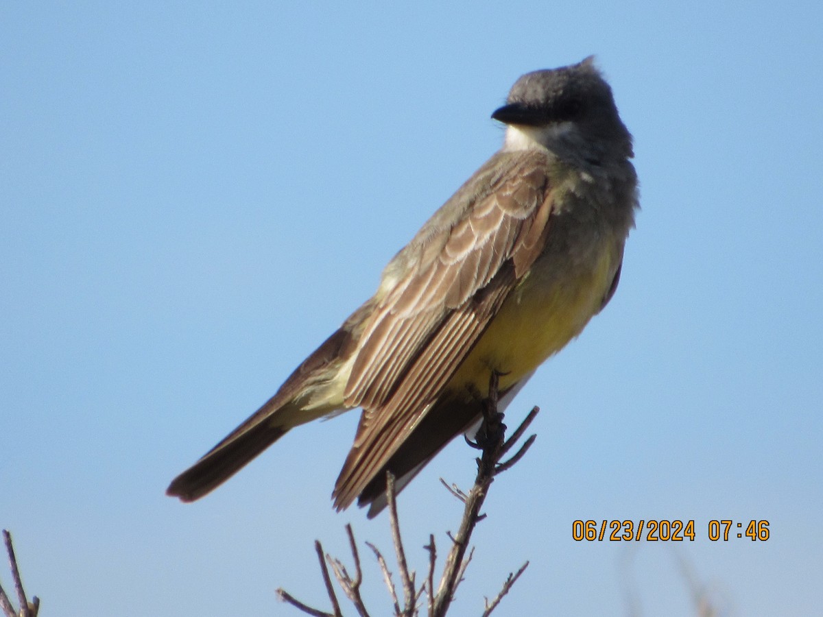 Cassin's Kingbird - ML620759184