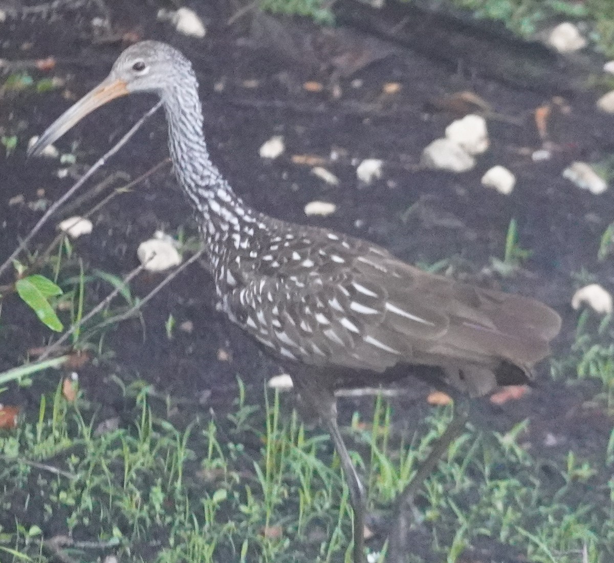 Limpkin - ML620759185