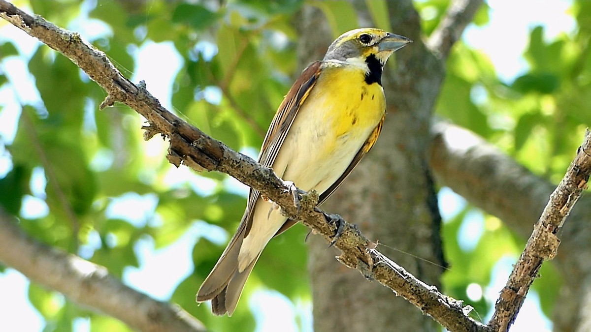 Dickcissel - ML620759189