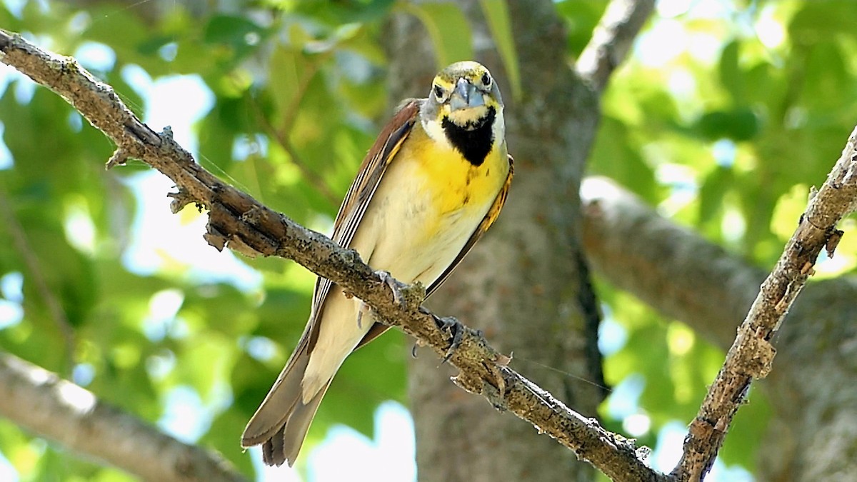 Dickcissel - ML620759190