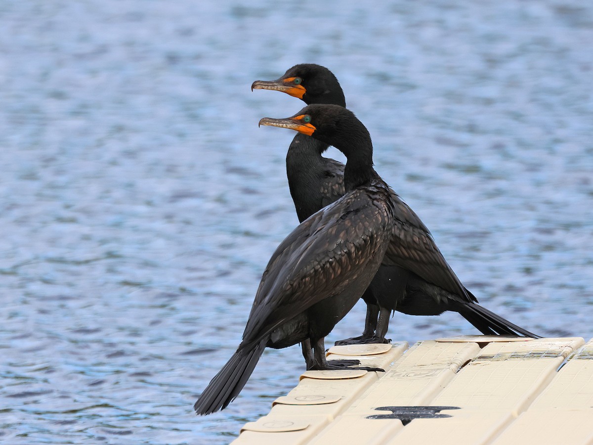 Double-crested Cormorant - ML620759199