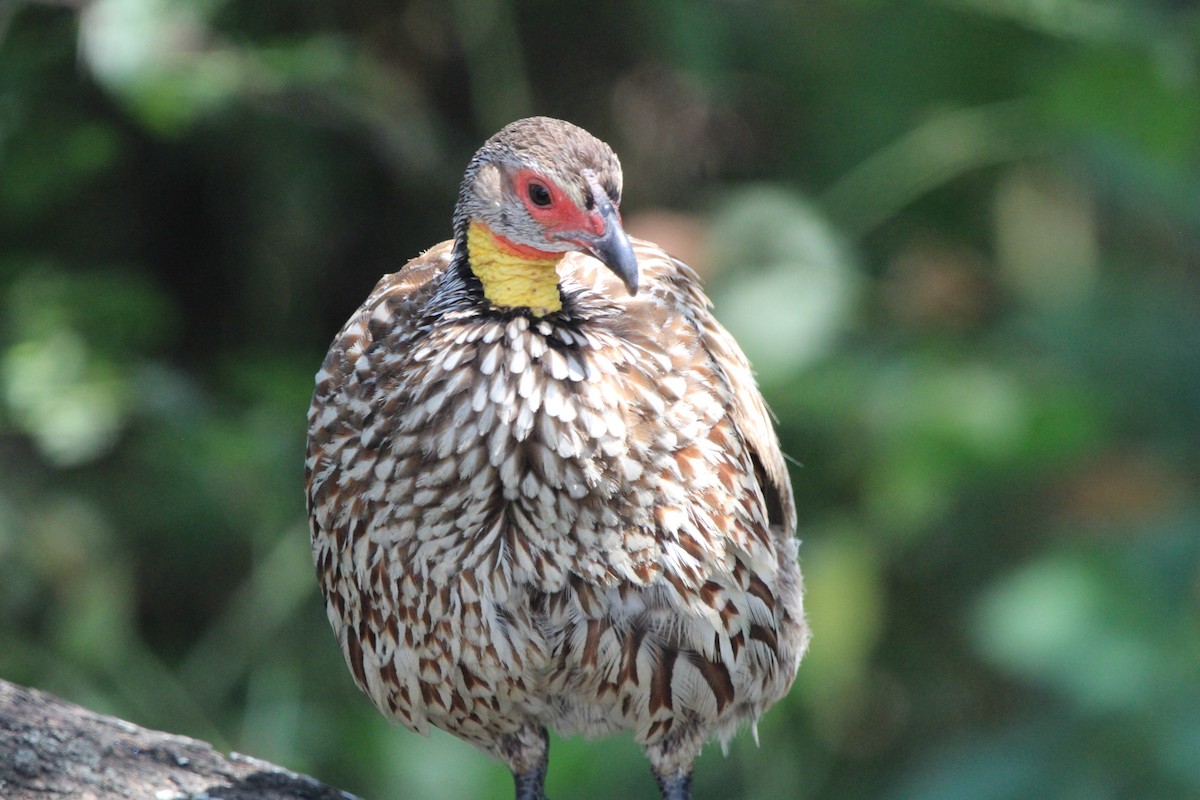 Yellow-necked Spurfowl - ML620759202