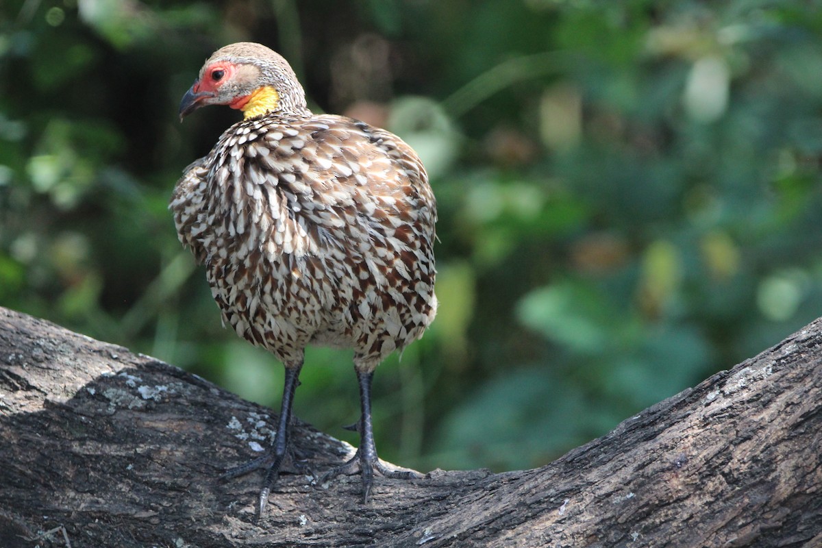 Yellow-necked Spurfowl - ML620759204