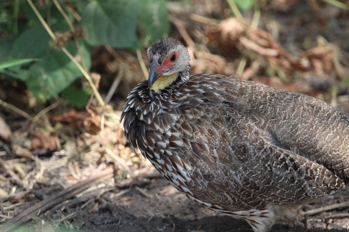 Yellow-necked Spurfowl - ML620759205