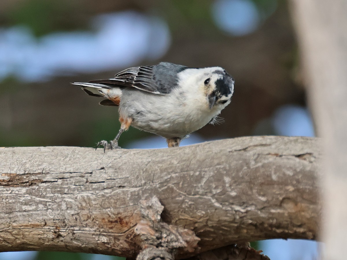 White-breasted Nuthatch (Interior West) - ML620759207