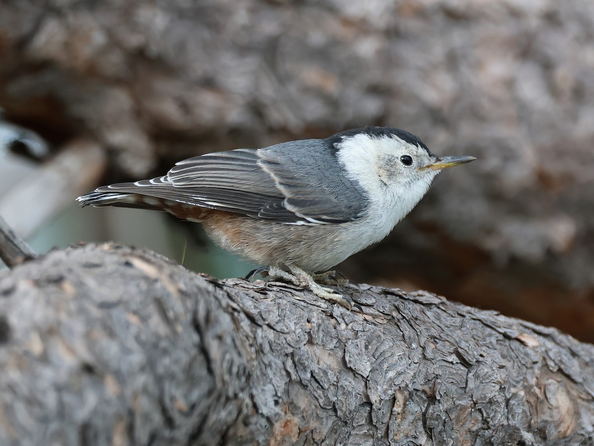 White-breasted Nuthatch (Interior West) - ML620759208