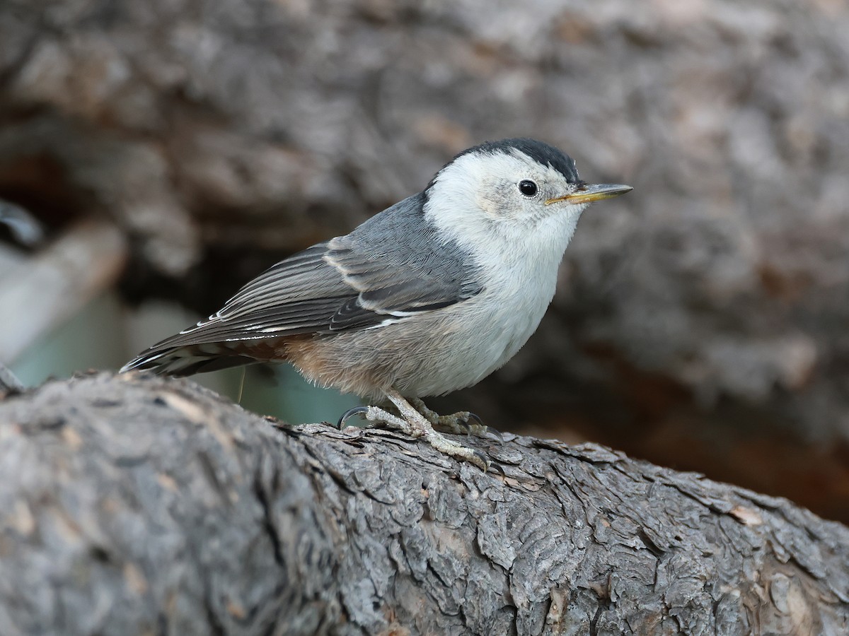 Trepador Pechiblanco (grupo lagunae) - ML620759210