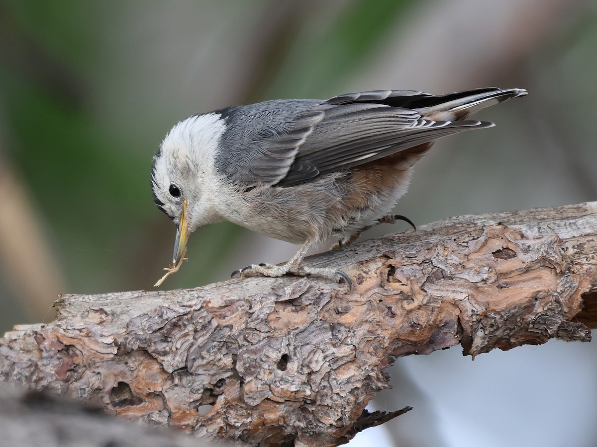 White-breasted Nuthatch (Interior West) - ML620759211