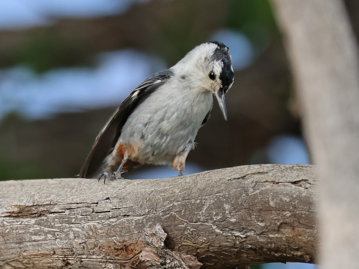 White-breasted Nuthatch (Interior West) - ML620759212