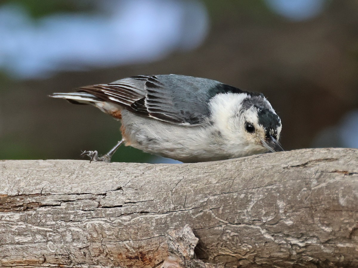 White-breasted Nuthatch (Interior West) - ML620759213
