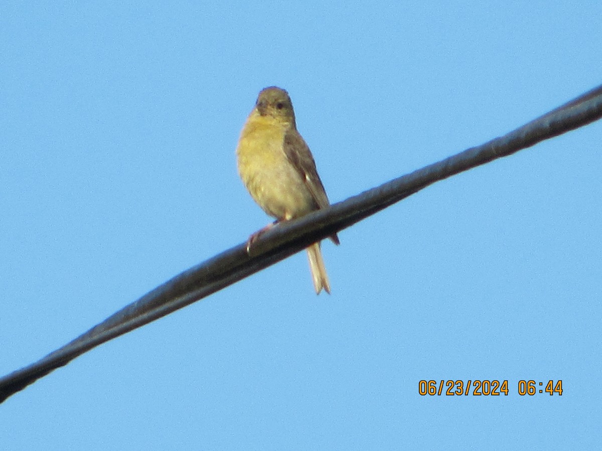 Lesser Goldfinch - ML620759215