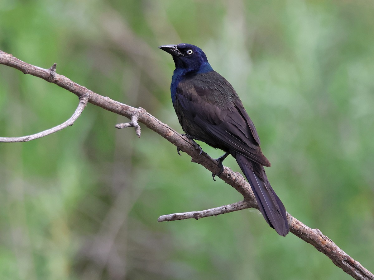 Common Grackle - ML620759218