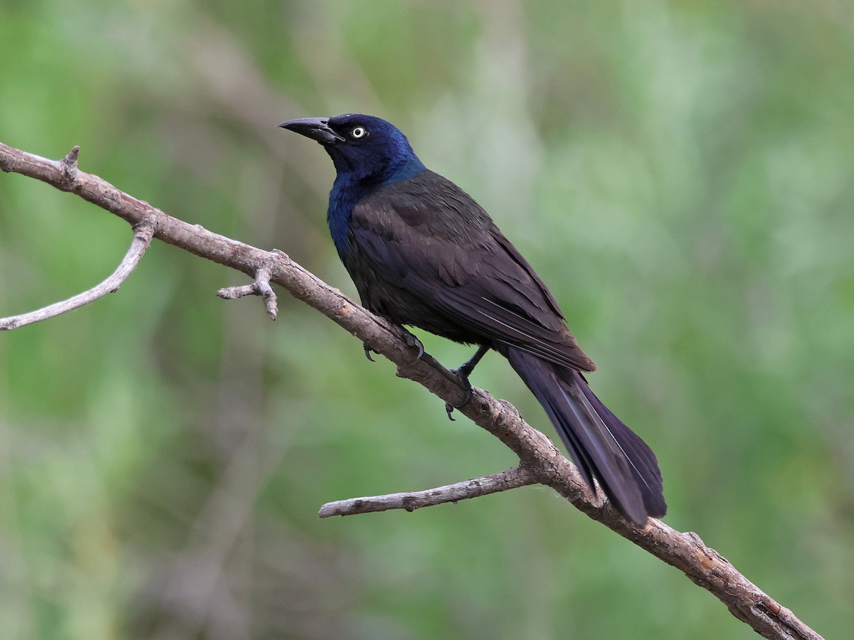 Common Grackle - Alan Versaw