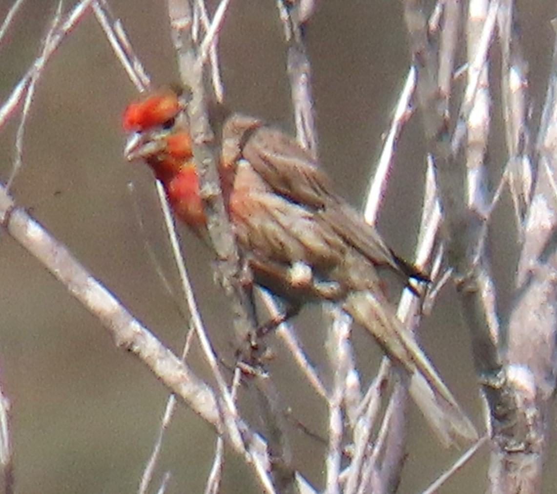 House Finch - ML620759221