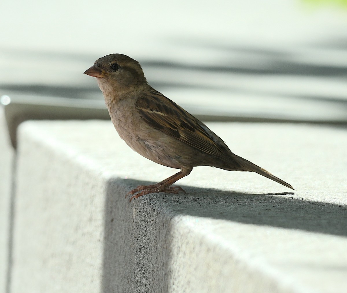 House Sparrow - ML620759224