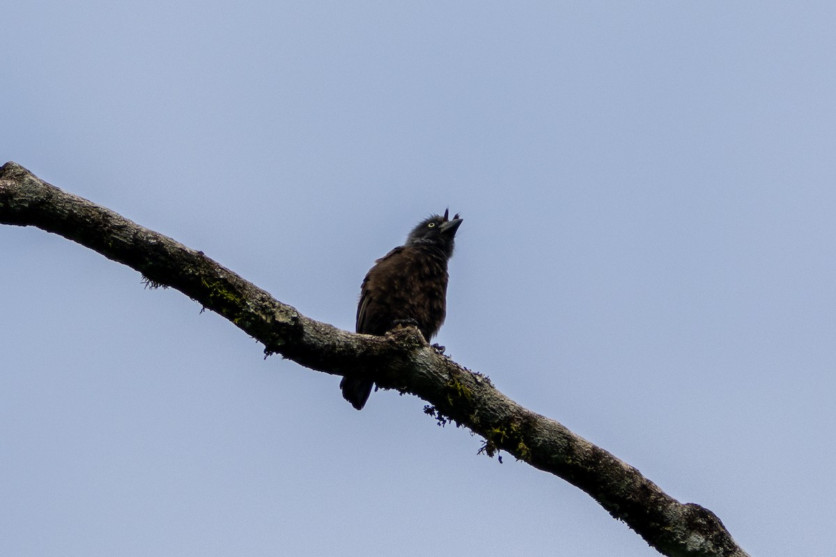 Gray-throated Barbet - ML620759227