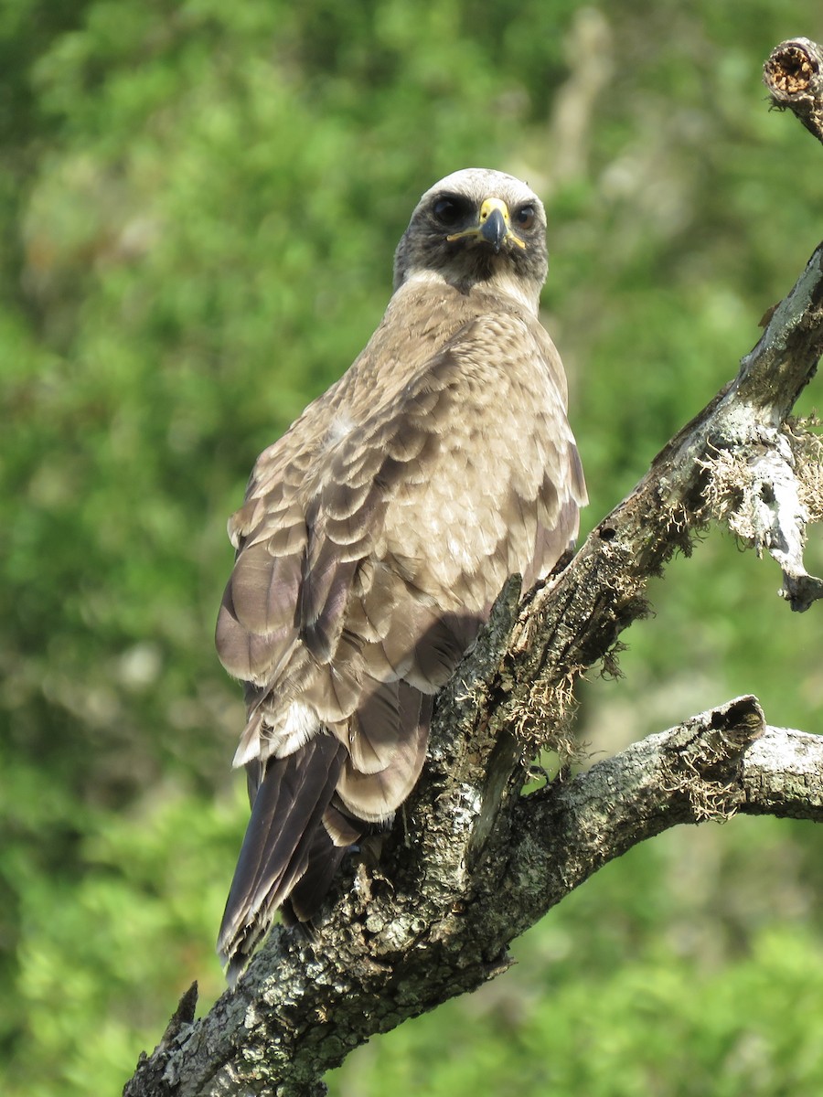 Águila de Wahlberg - ML620759231