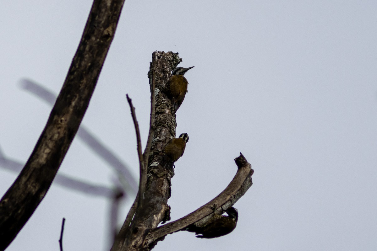 Golden-crowned Woodpecker - ML620759232