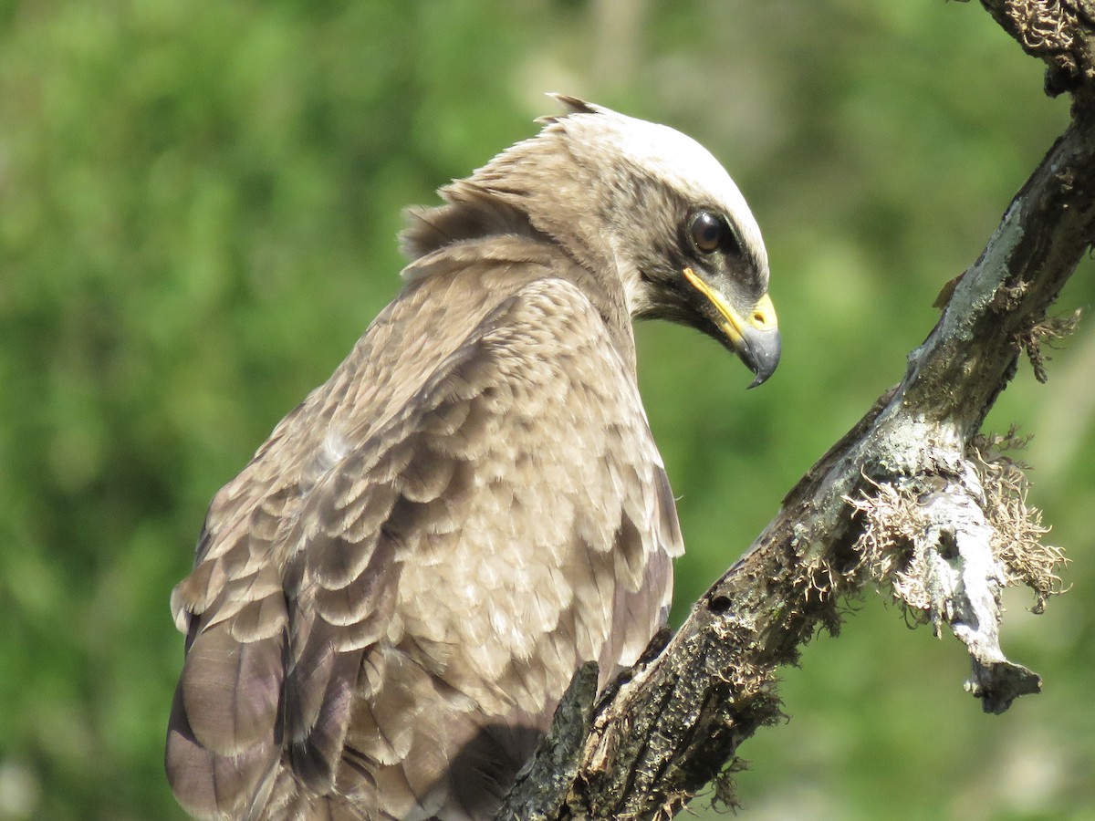 Wahlberg's Eagle - ML620759234