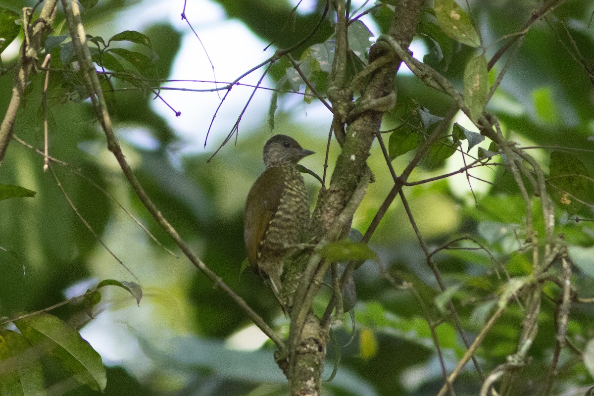 Buff-spotted Woodpecker - ML620759235