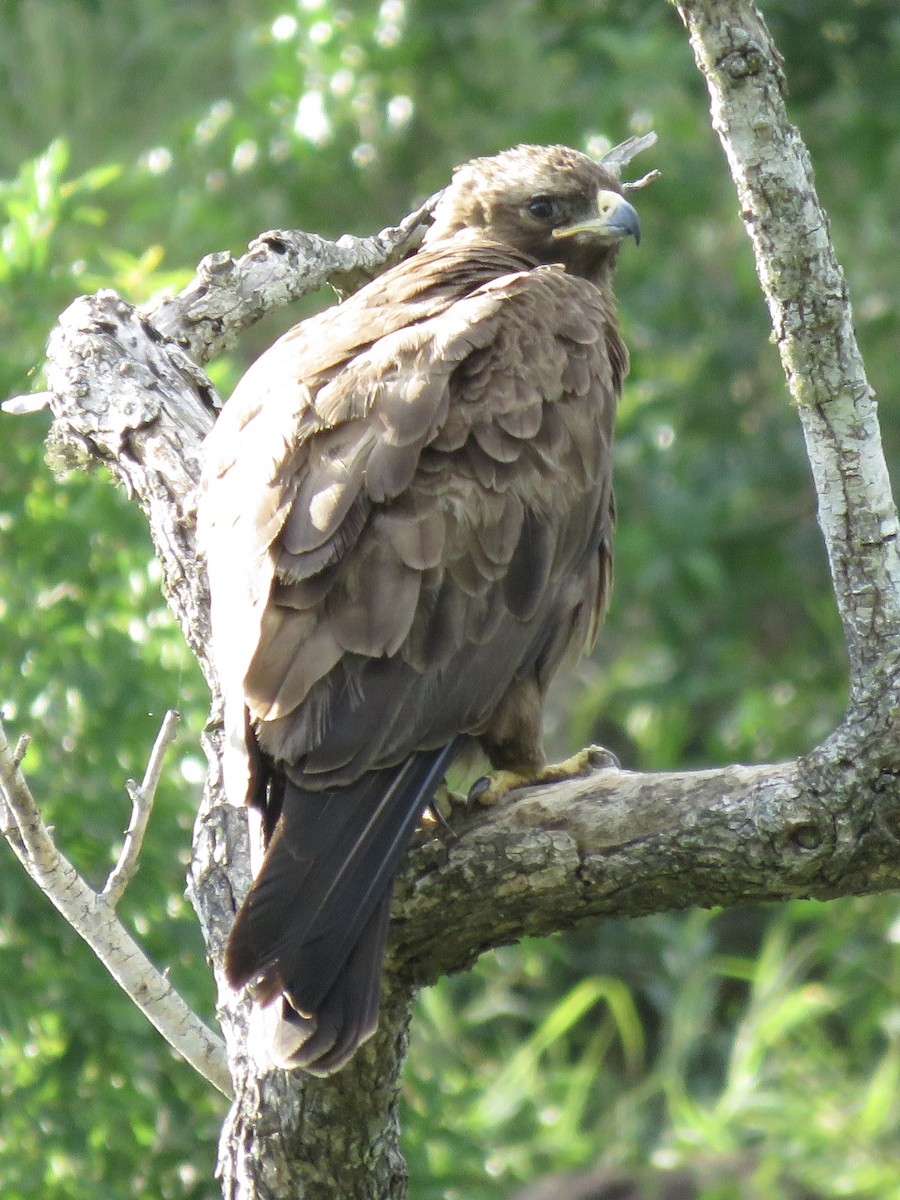 Wahlberg's Eagle - ML620759238