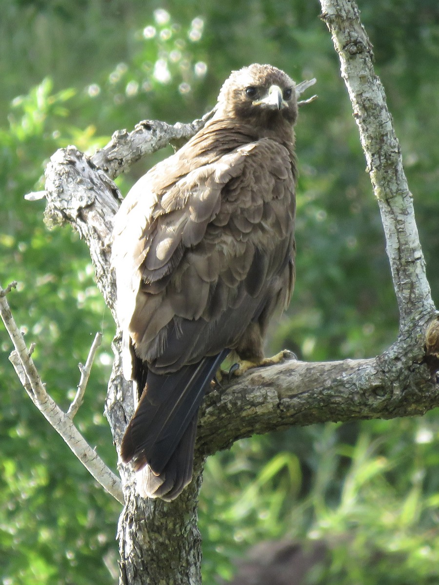 Wahlberg's Eagle - ML620759239